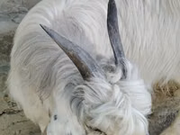 Echki, Alpine goat — 1-rasm