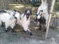 แพะตัวเมีย, Alpine goat — รูปภาพ 2