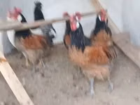 Chickens — sawirka 1
