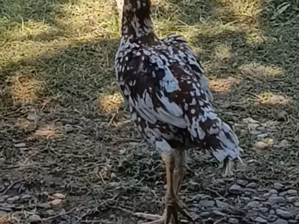 Chickens — Azerbejdżan