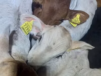 Boğa, Simmental cattle — foto 1