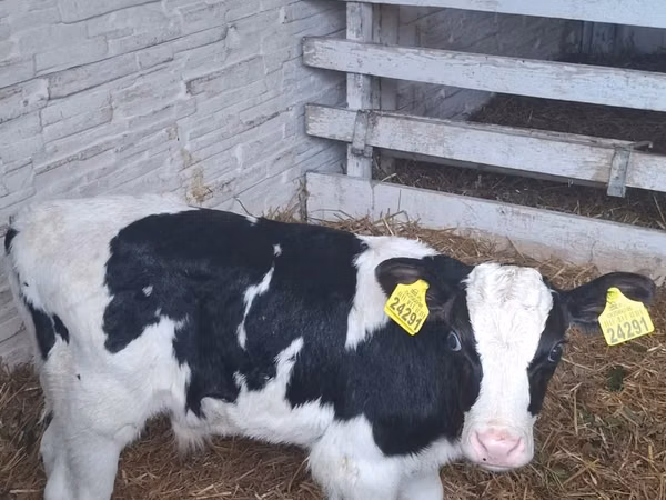 Boğa, Russian Black pied cattle