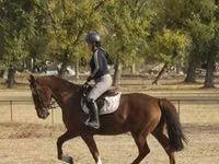घोड़ी, Hungarian horse breed — फ़ोटो 2