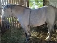Horse (M), Horses — photo 1