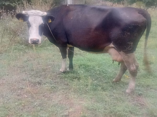 Bull, Cattle — Moldova