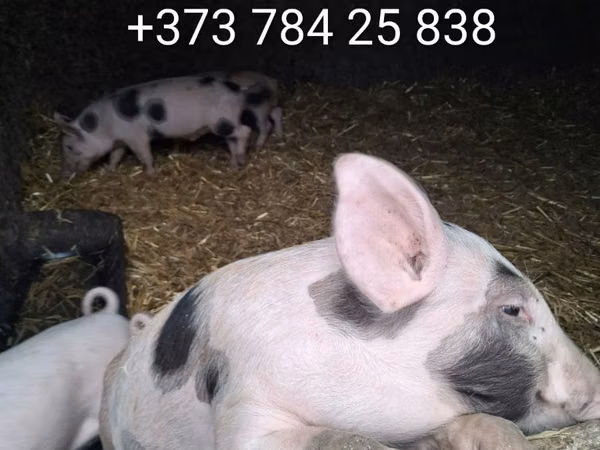 Boar, Pigs — Moldova