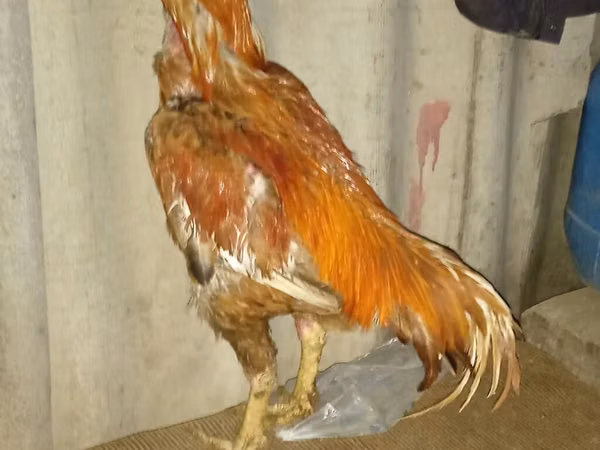 Chickens — Азербайджан