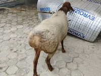 Kambing jantan, Sheep — foto 6