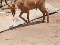 Capre (lot, sex nespecificat), Red Sokoto goat — foto 1