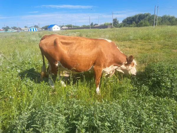 Cow, Simmental cattle — Kazakhstan