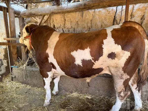 Bull, Simmental cattle