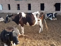 گاو ماده, Russian Black pied cattle — عکس 1