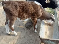 सांड, Simmental cattle — फ़ोटो 3