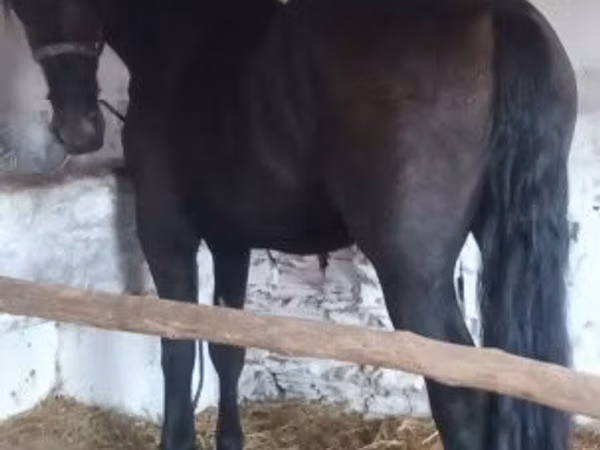 Horse (M), Friesian — Hungary