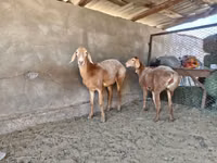 Sheep, Arashan sheep — photo 3