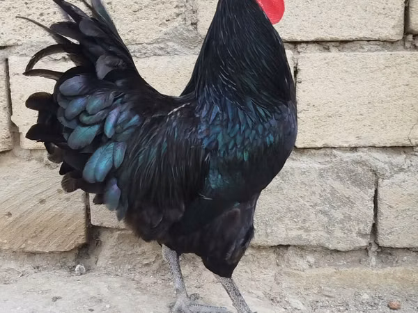 Chickens — Азербайджан