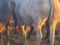 اسب (گروه، جنسیت مشخص نشده), Horse breed — عکس 6