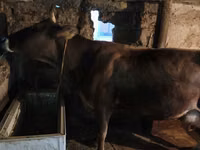 Cow, Cattle — photo 6
