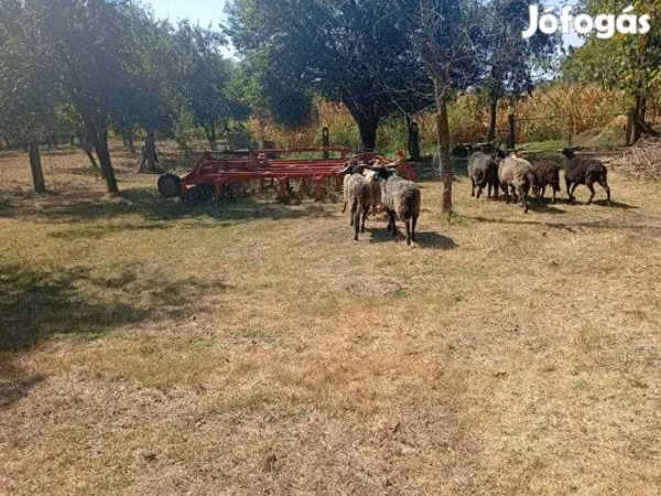 Ram, Racka sheep — Hungary