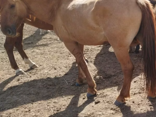 Mare, Horses — Kazakhstan