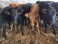 Cow, Cattle — photo 6