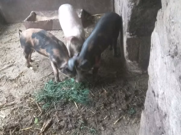 Boar, Pigs — Moldova