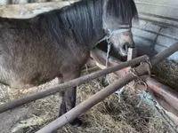 Hing, Lovak — 3. fotó