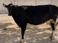 Cow, Russian Black pied cattle — photo 4