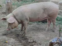 Pigs (batch, sex not specified), Pigs — photo 2