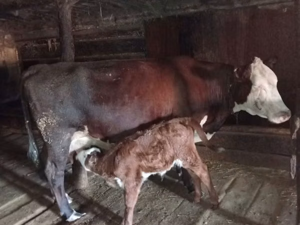Cow, White-headed Ukrainian — Kazakhstan
