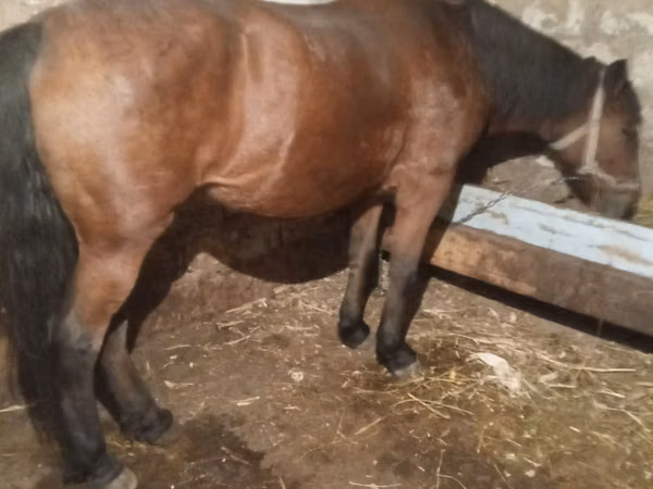 母马, Horses