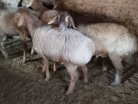 பெண் ஆடு, ஆடுகள் — புகைப்படம் 3