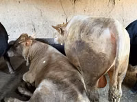 Dibi, Cattle — sawirka 1