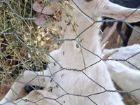 Goats (batch, sex not specified), Saanen goat — photo 6