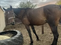 Horse (M), Horses — photo 4