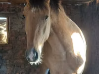ፈረስ, Horses — ፎቶ 7