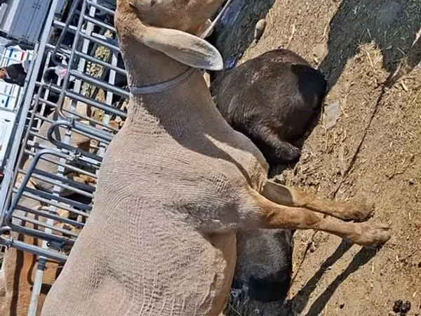 Får, Edilbay sheep
