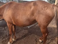 Kuda betina, Horses — foto 1