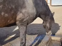گھوڑا, Orlov Trotter — تصویر 7