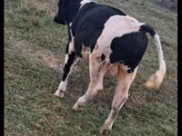 گاو نر, Russian Black pied cattle — عکس 2