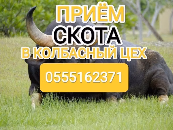 Bull, Cattle — Kyrgyzstan