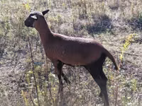 میش, Cameroon sheep — عکس 5