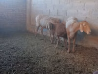 Sheep, Arashan sheep — photo 1