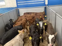 مویشی (گروپ، جنس مذکور نہیں), Simmental cattle — تصویر 4