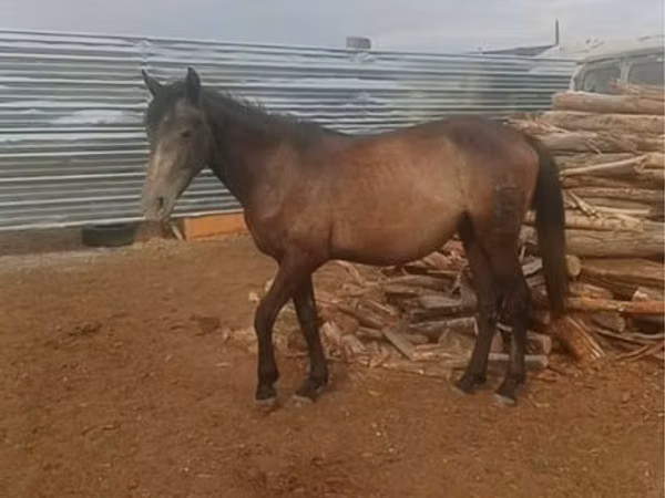 Horses (batch, sex not specified), Horses — Kazakhstan