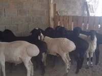 मेढ़ा, भेड़ — फ़ोटो 3