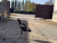 Chickens — photo 4