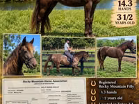 Mare, Rocky Mountain Horse — photo 1