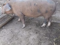 Vier, Porci — foto 1
