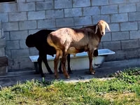 Ram, Hissar sheep — photo 2